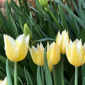 Budlight Tulip (Tulipa Budlight) Img 4